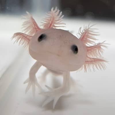 ウーパールーパーの星