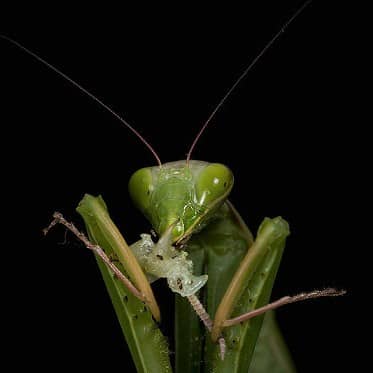 カマキリの星の星