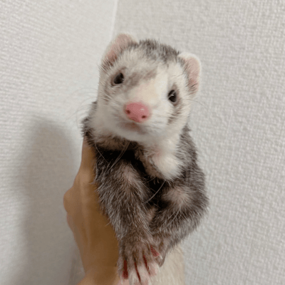 フェレットの星