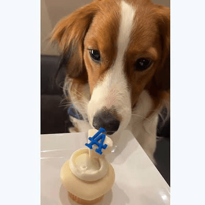 ドジャースの星