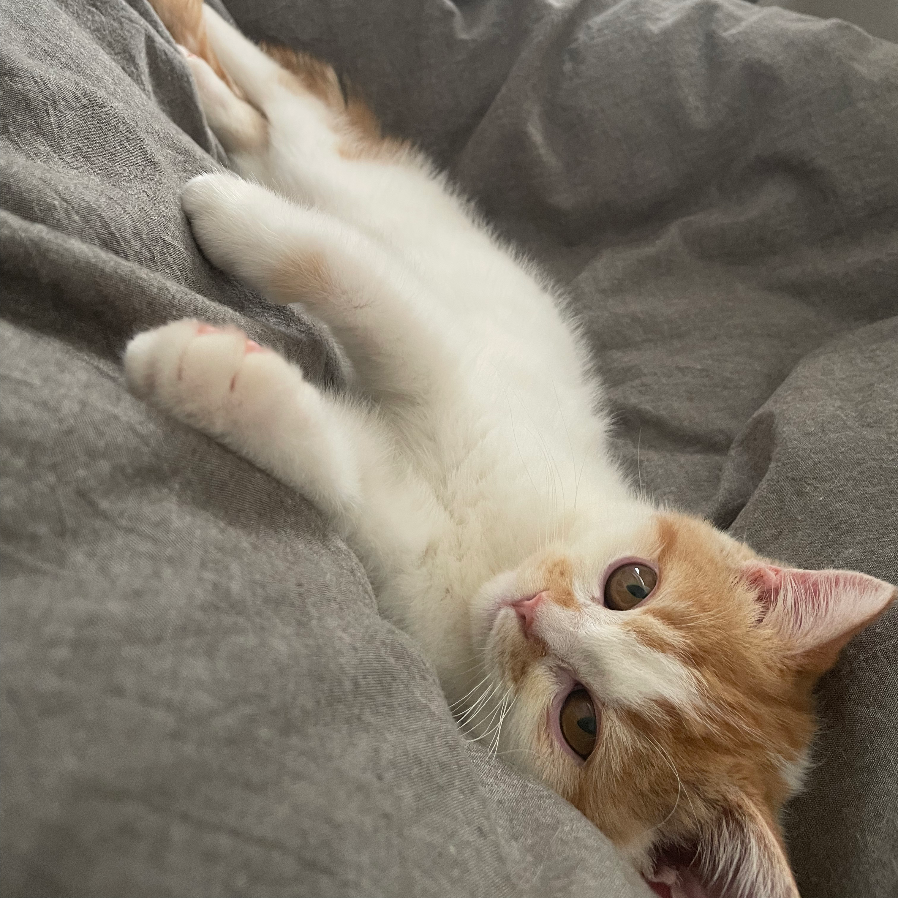 ちょまぞうの星