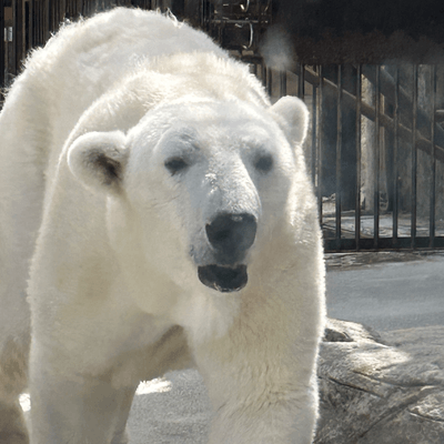 動物好きな人集まれ