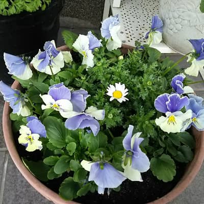 ガーデニングの星