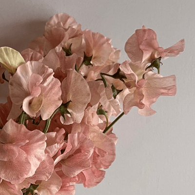  𓍲精神疾患 の星