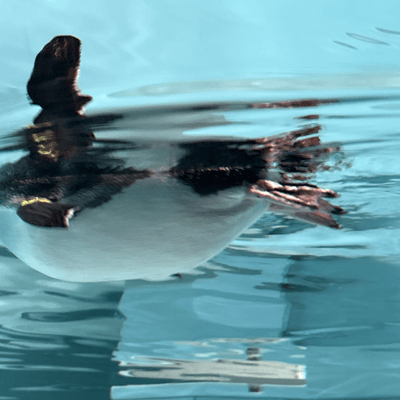 まあいいかの星