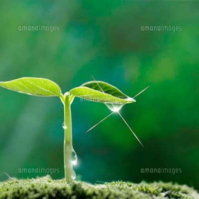 褒められて伸びる豆の星