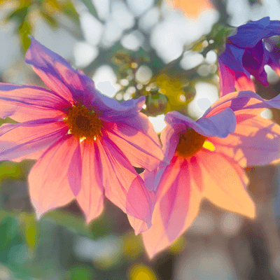 季節を感じる心の星