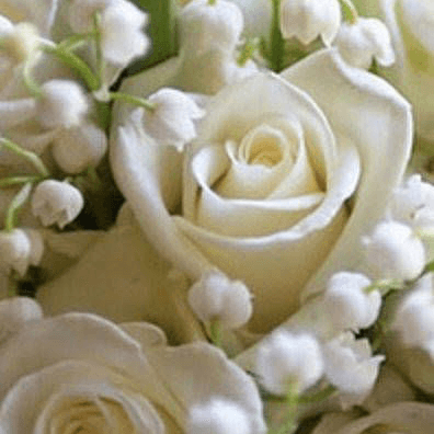 これからポジティの星