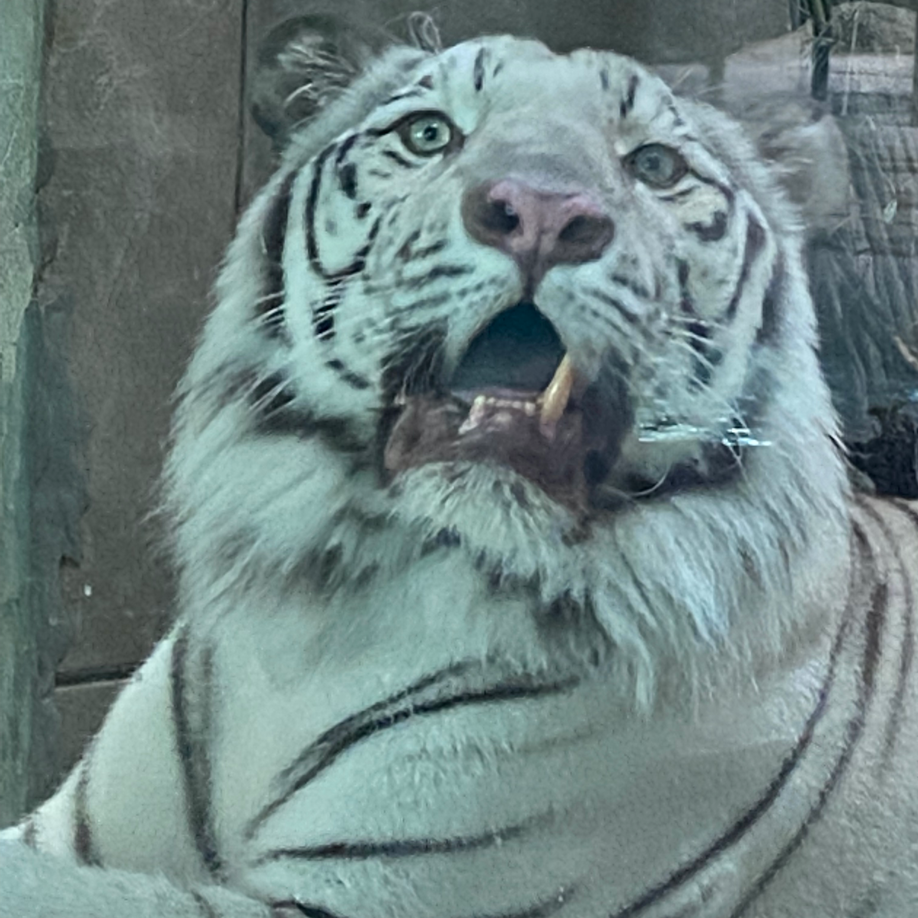 あいさつの星