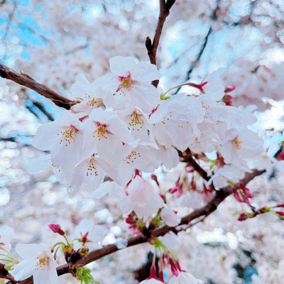 季節の訪れ探索隊