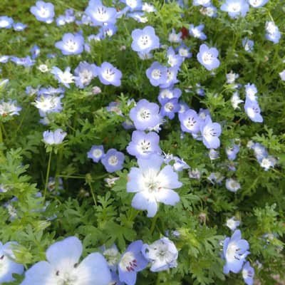 人類みな兄弟の星