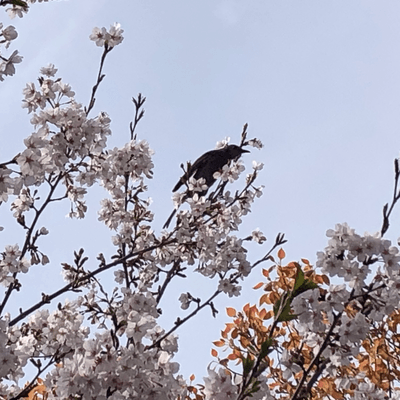 きょうを生きてるの星