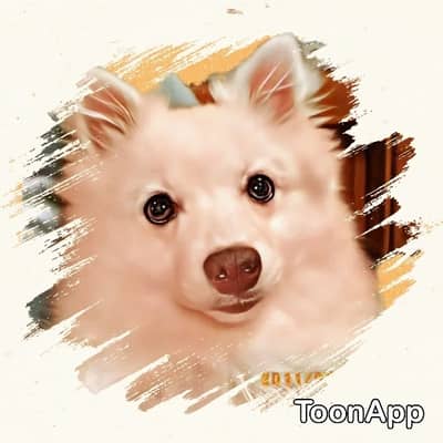 日本スピッツの星