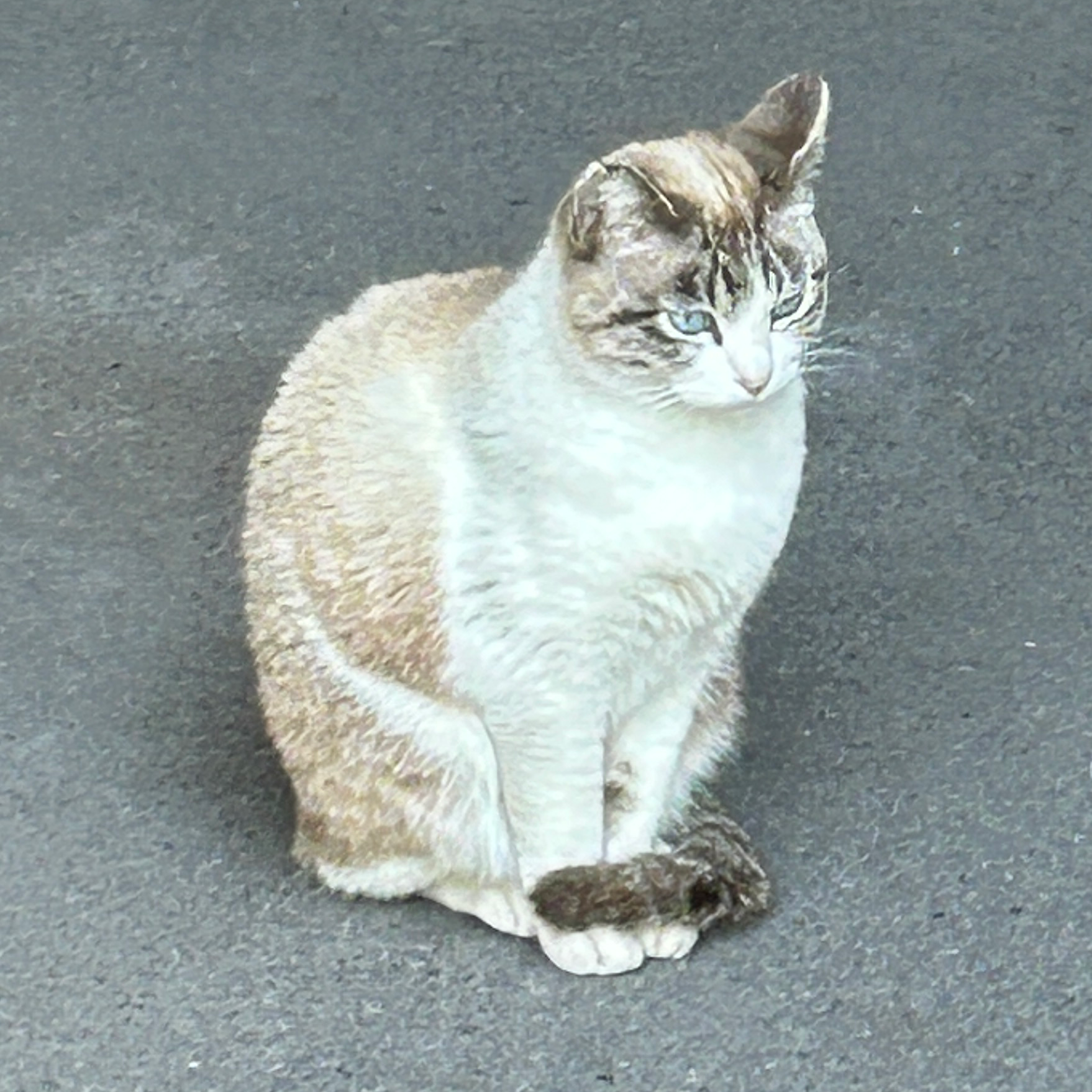 鹿児島癒しの星