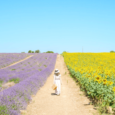 カウンセリングの星