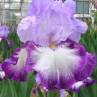 小さな恋のうたの星