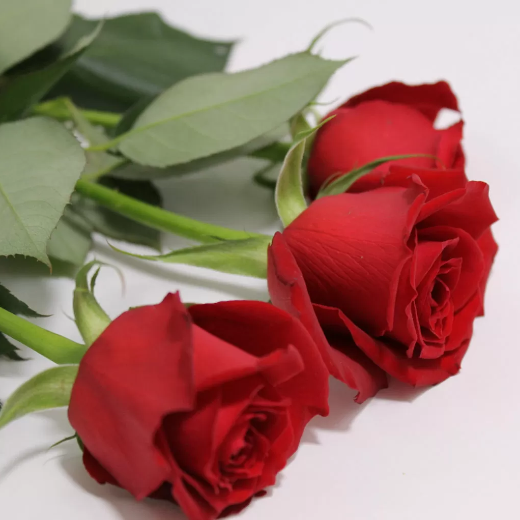 にじさんじ(腐)の星