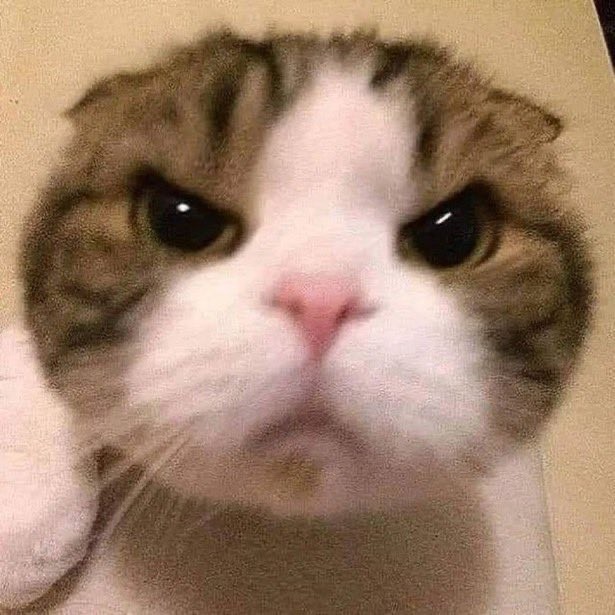 ５時ねこ‼️の星