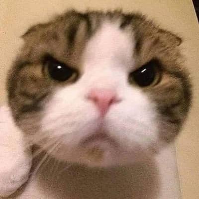 ５時ねこ‼️の星