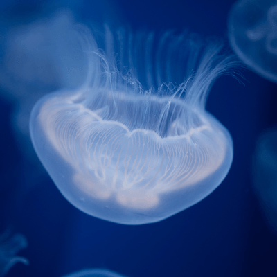 自由の「神」の星