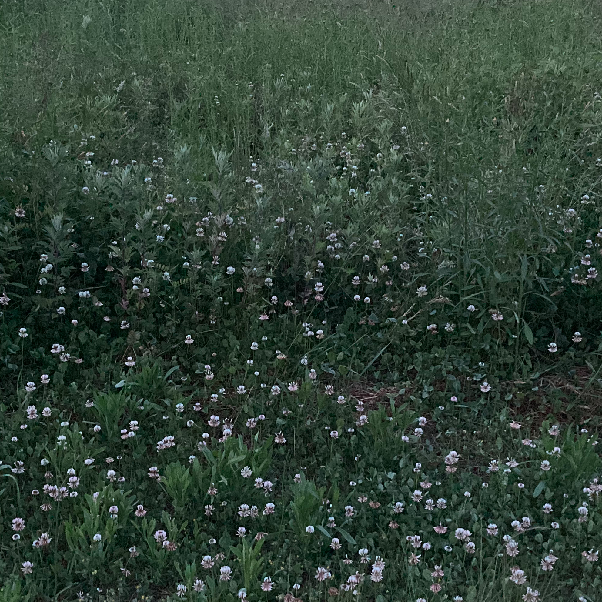 一人っ子（本人）の星