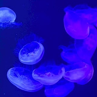 通りすがりの星