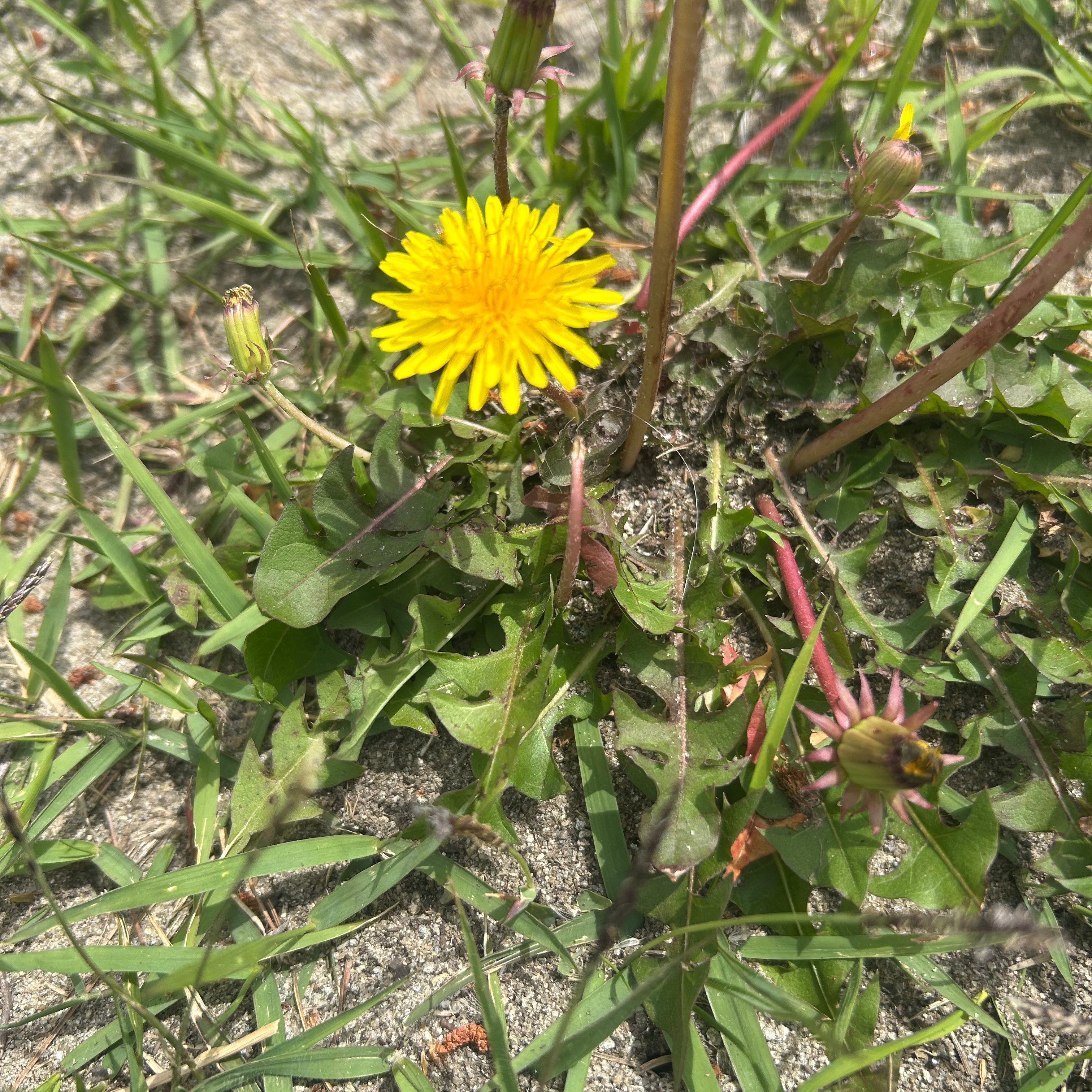 ちっちゃい幸せの星