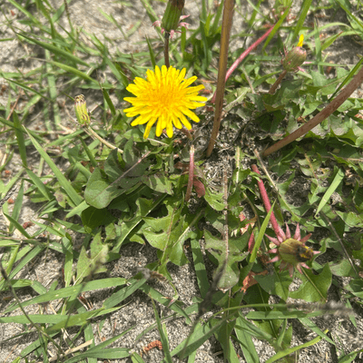 ちっちゃい幸せの星