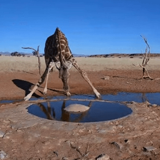 ナミブ砂漠観察の星
