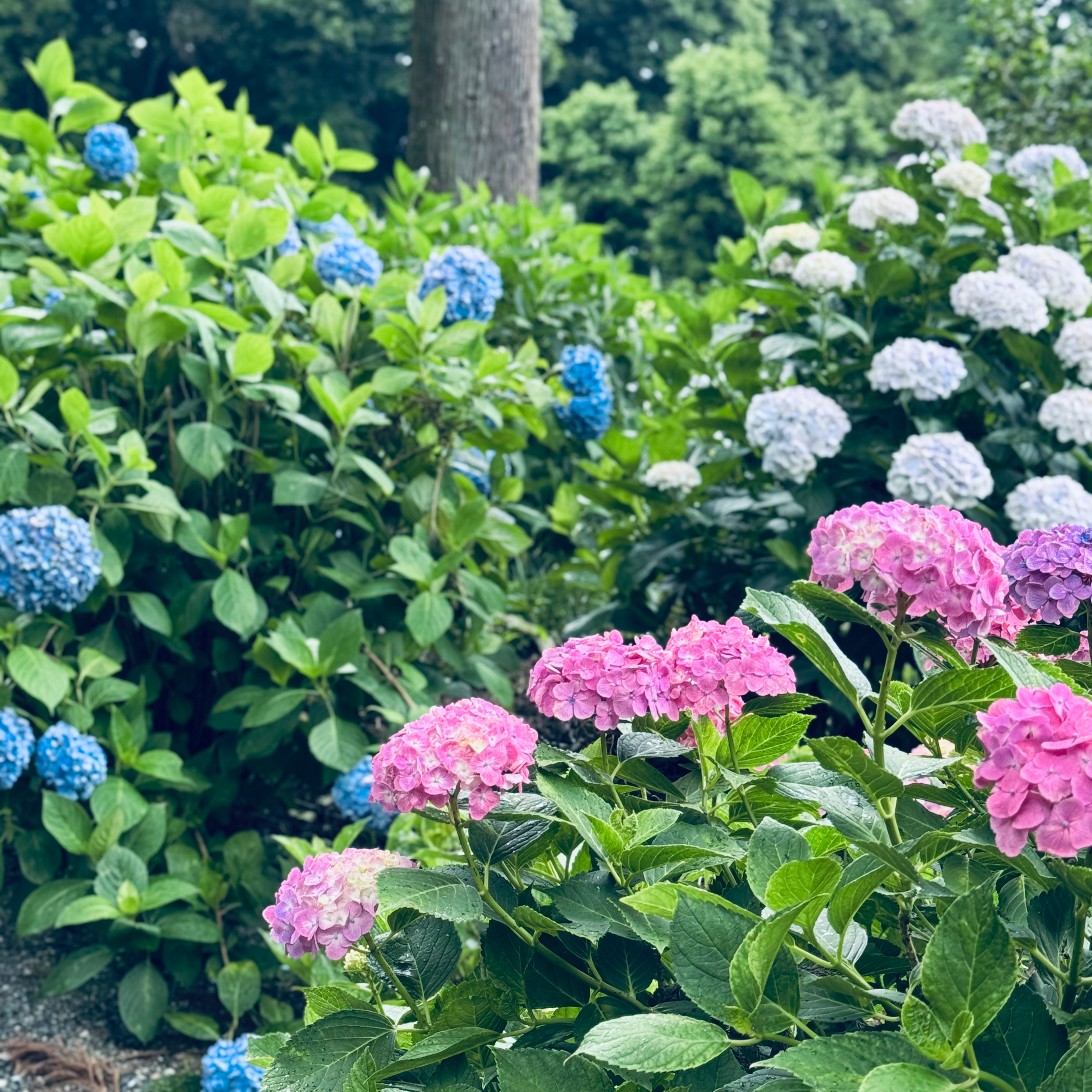 平和なおじとおばの星