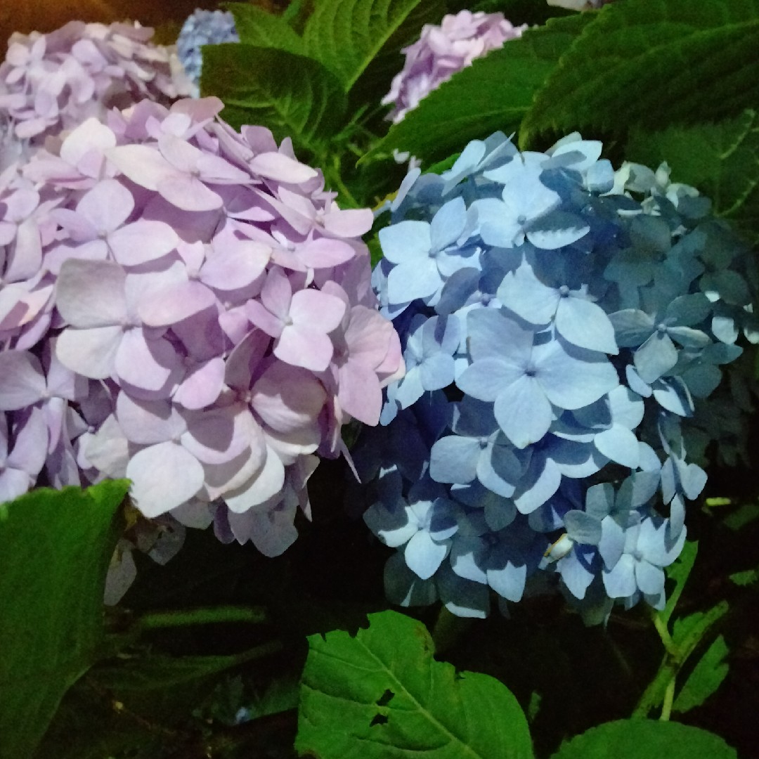 自分を大事に♡の星