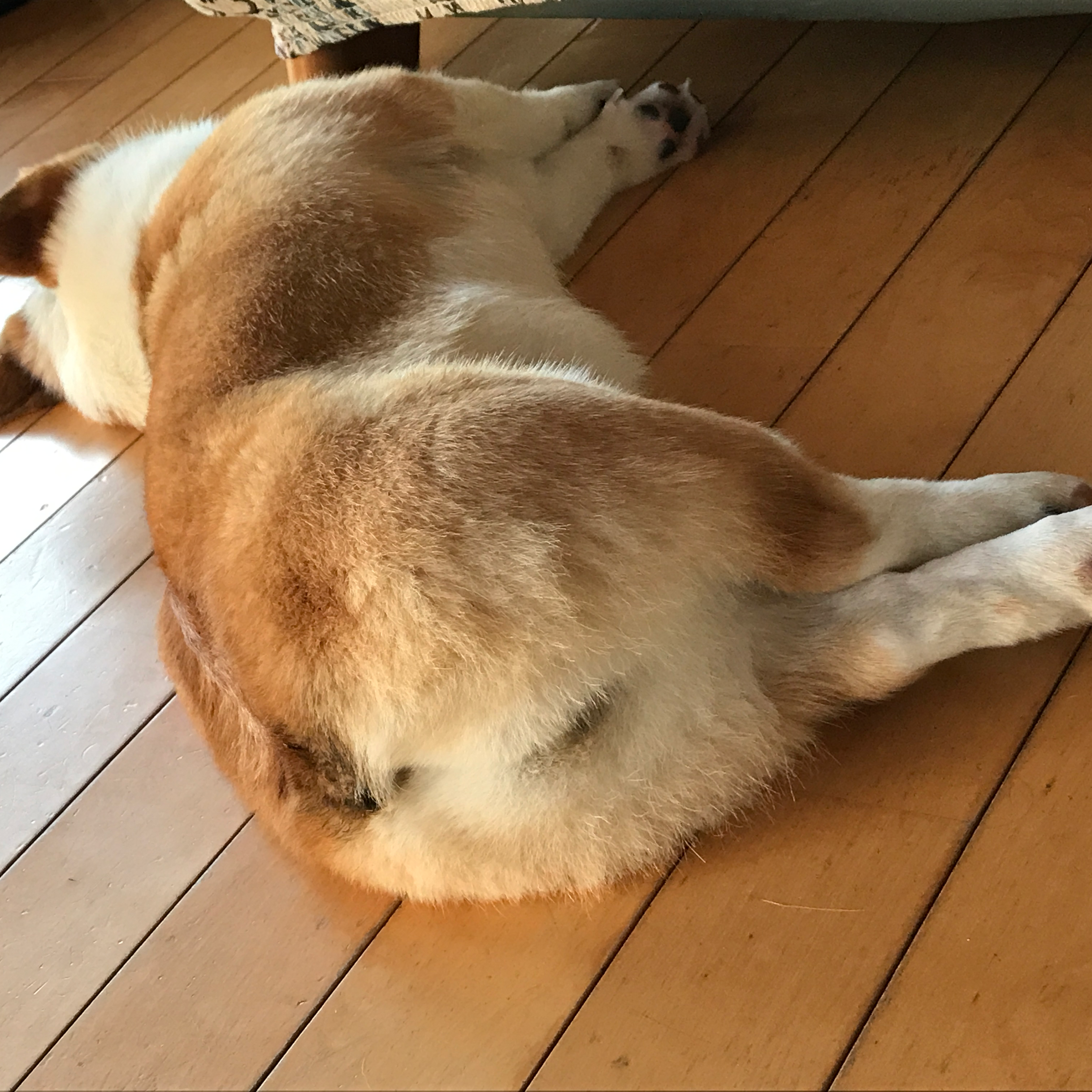 コーギー犬の星