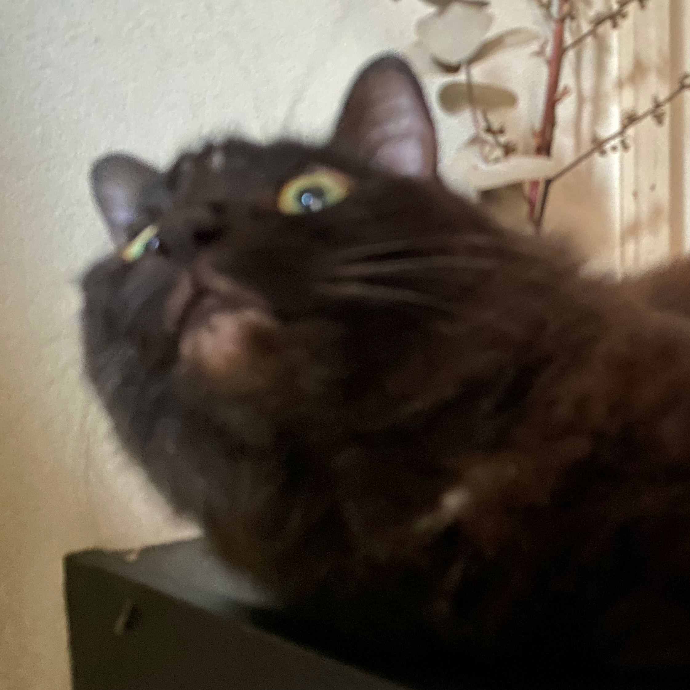 にゃんそその星