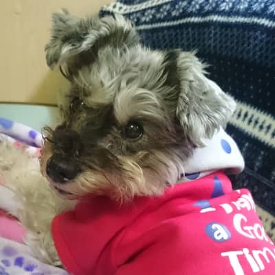 シュナウザーの星