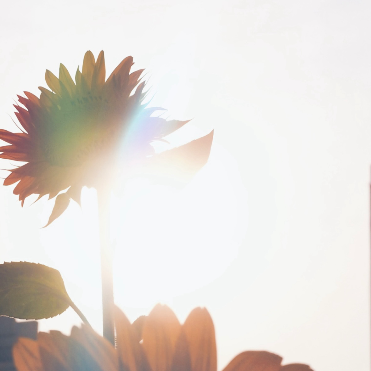 花の星