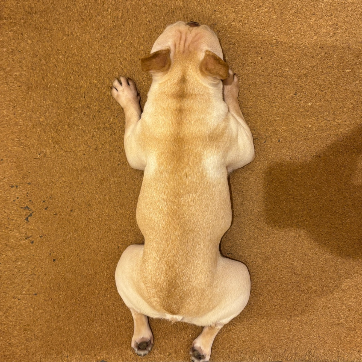 フレンチブルドッグ