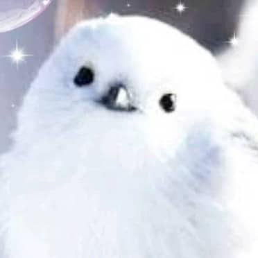 自由となおやの星