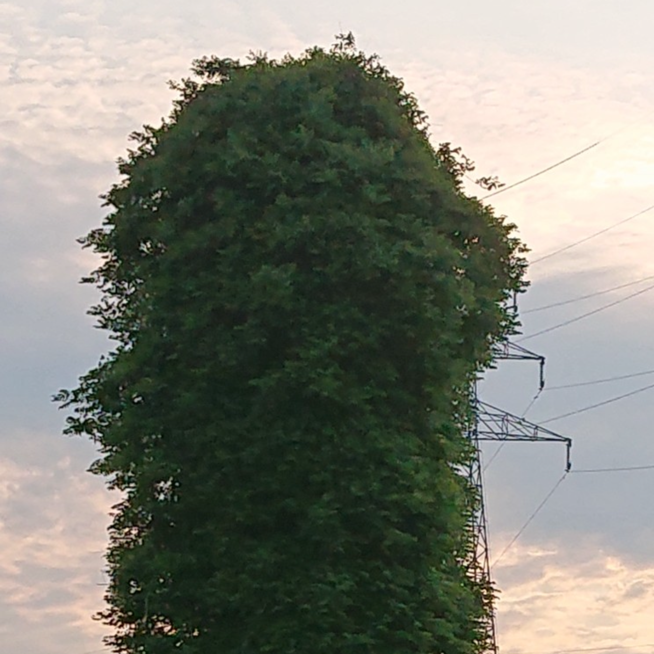 珍棒の星