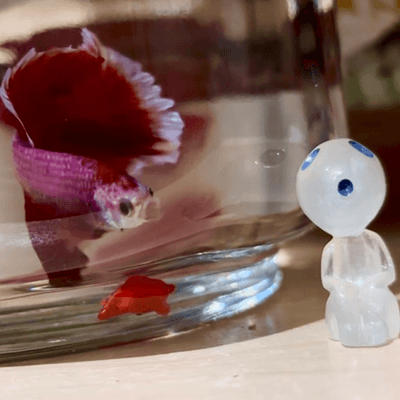 ベタさんの星°･🐠