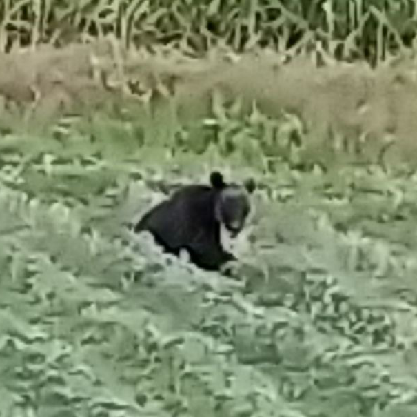 熊の惑星🐻の星