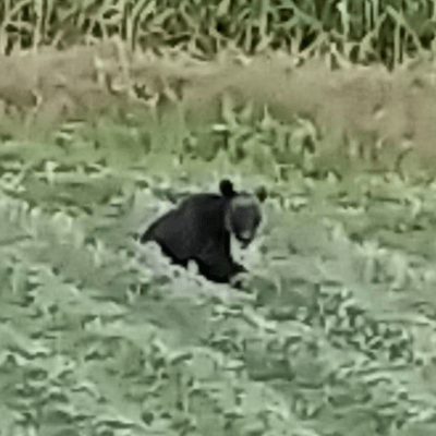 熊の惑星🐻の星