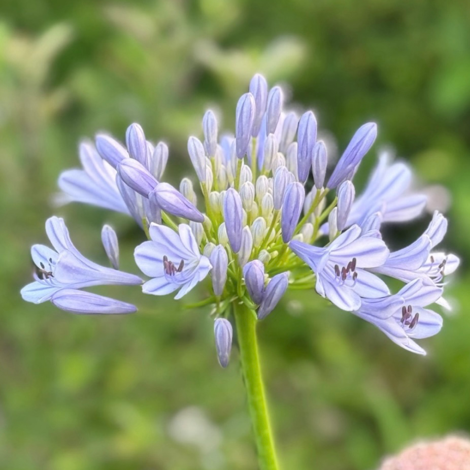 花の星