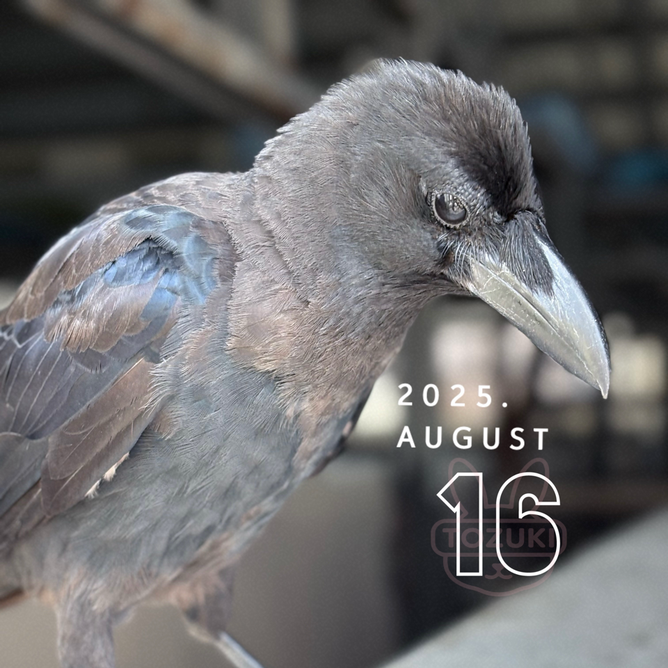 🐦⬛カラスの星