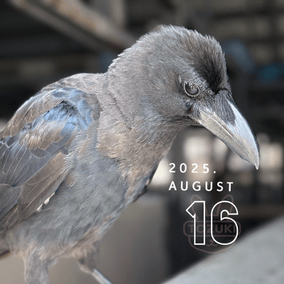 🐦⬛カラスの星