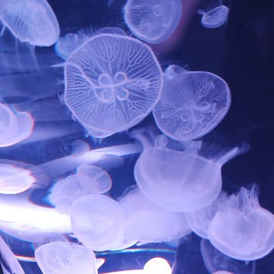 くらげで癒される🪼の星