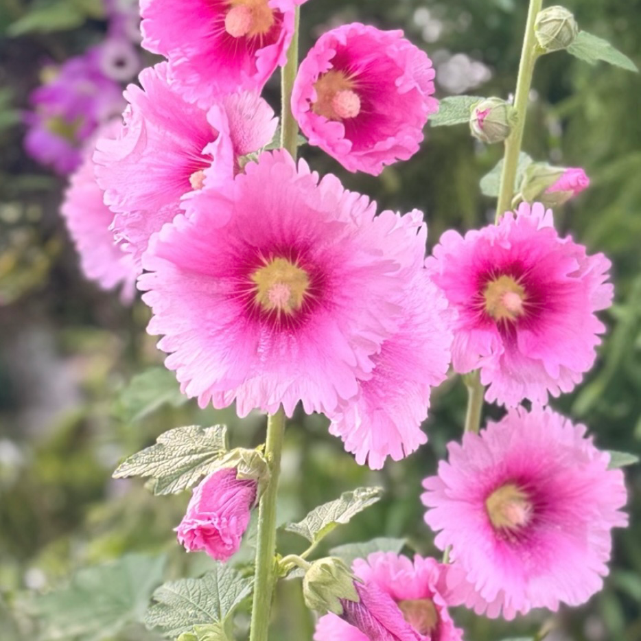 花の星