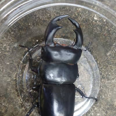 マイナーな生き物の星