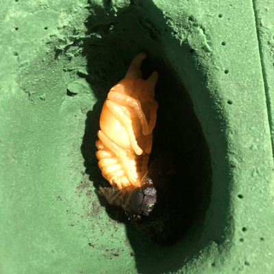 昆虫 ブリードの星