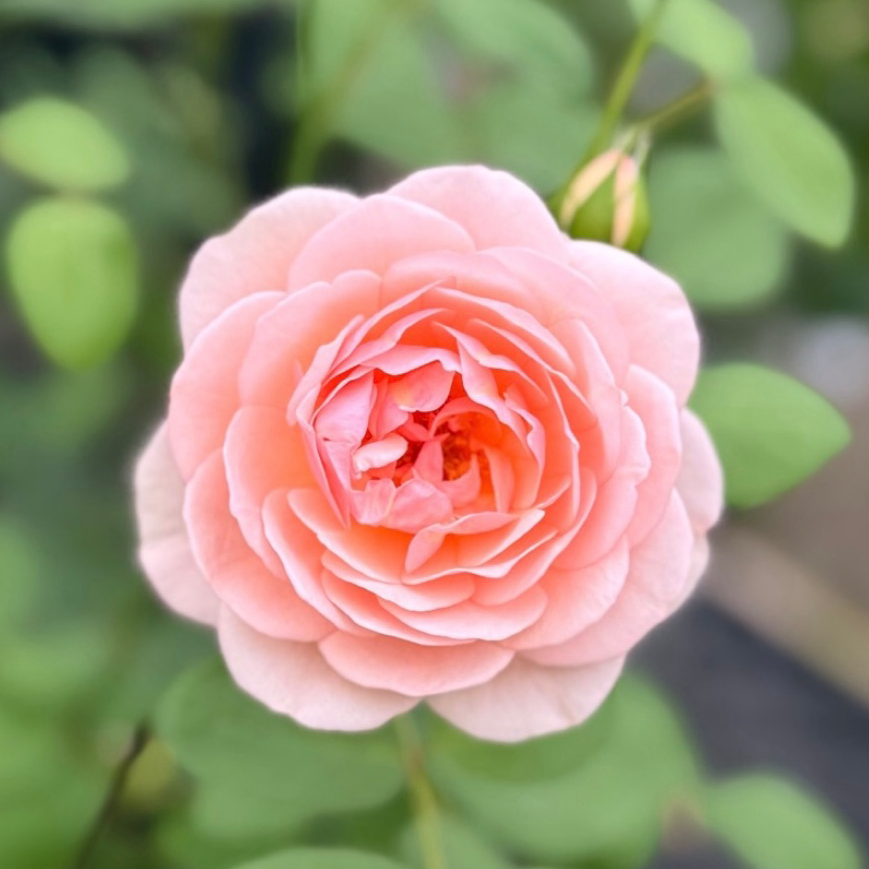花の星