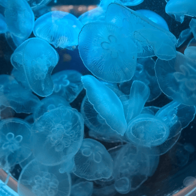 👑🎀依存🎀👑の星